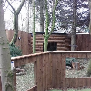 Raccoon Dog enclosure