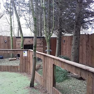 Raccoon Dog enclosure