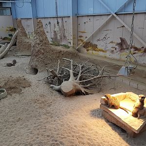 Meerkat-enclosure