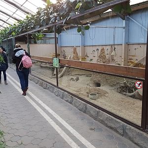 Meerkat-enclosure