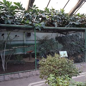 Emerald dove - Crowned pigeon-aviary