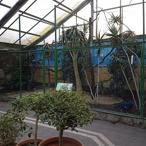 Crowned pigeon - roller-aviary