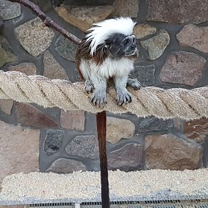 Cotton-top tamarin