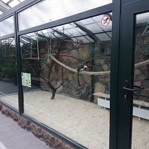 Indoor-enclosure Cotton-top tamarin