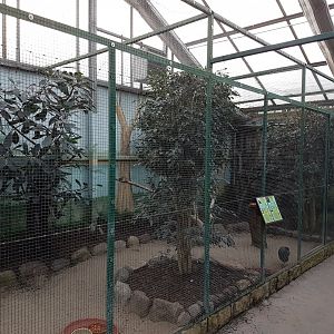 Crested guineafowl - Red-crested touraco aviary