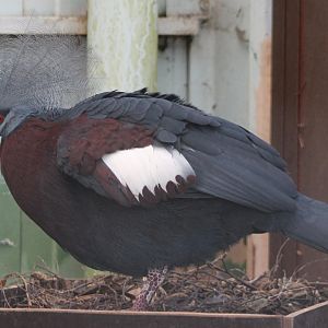 Red-breasted crowned pigeon