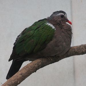 Emerald dove