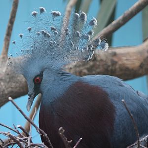 Victoria crowned pigeon