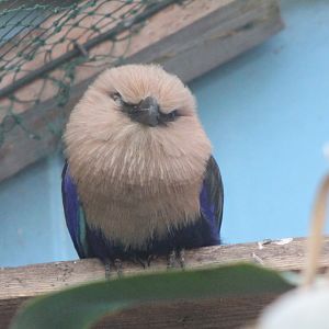 Blue-bellied roller