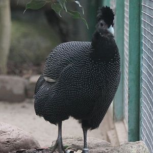Pucheran's crested guineafowl