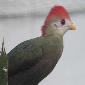 Red-crested touraco