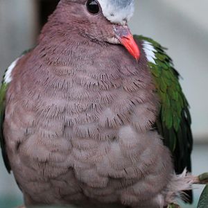 Emerald dove