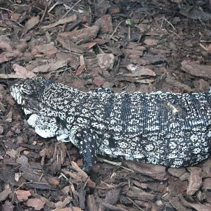 Black and white tegu