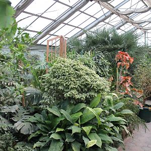 Plants in the Paradies-halle