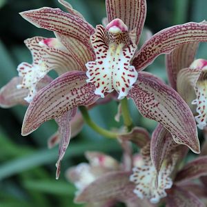 Cymbidium