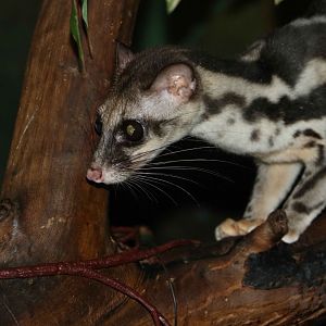 Banded linsang, June 2016