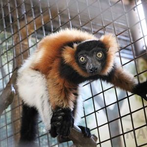 Hybrid ruffed lemur, June 2016