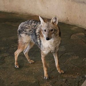 Golden jackal, June 2016