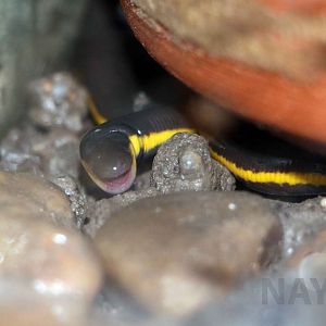 Koh Tao caecilian, June 2016