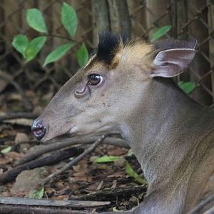 Fea's muntjac, June 2016