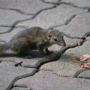 Wild treeshrew, June 2016