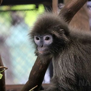 Tenasserim langur(?), June 2016