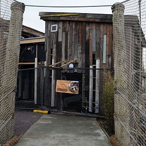 tree kangaroo exhibit