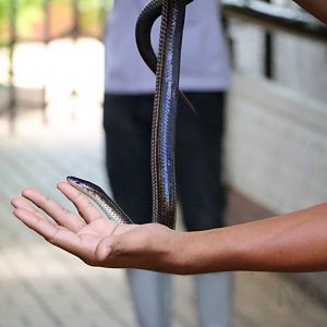 Sunbeam snake, June 2016