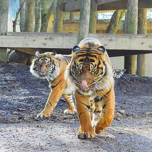 Sumatran tigers