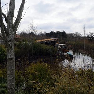 tree kangaroo outdoor area