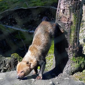 Bush dog