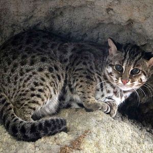Chinese leopard cat, June 2016