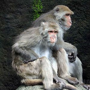 Formosan rock macaque, June 2016