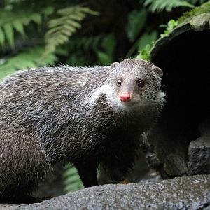 Formosan crab-eating mongoose, June 2016