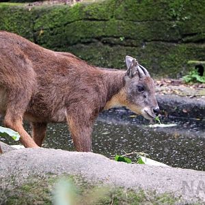 Formosan serow, June 2016