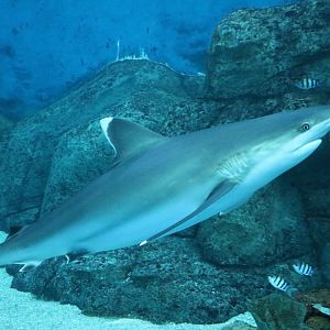 Silvertip shark, July 2016