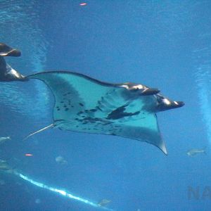 Reef mantas, July 2016
