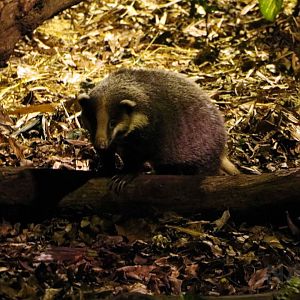 Hog badger, July 2016