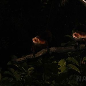 Red-and-white giant flying squirrels, July 2016