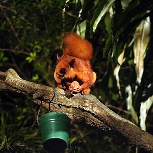 Indian giant flying squirrel, July 2016