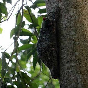 Wild colugo, July 2016