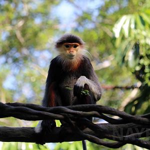 Red-shanked douc langur, July 2016