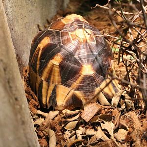 Ploughshare tortoise, July 2016