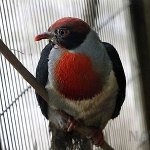 Flame-breasted fruit dove, July 2016