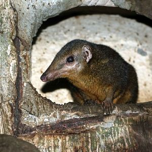 Palawan treeshrew, July 2016