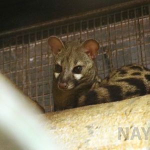 Rusty-spotted genet(?), July 2016