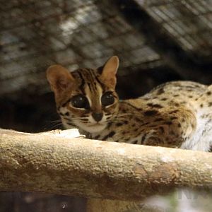 Palawan leopard cat, July 2016