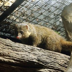 Palawan mongoose, July 2016