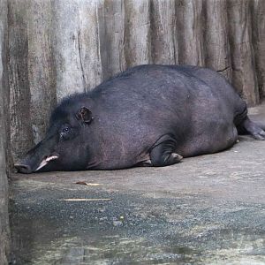 Philippine warty pig, July 2016