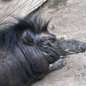 Mindoro warty pig, July 2016